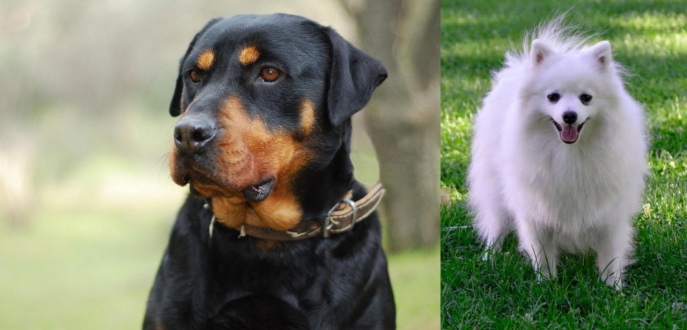 Volpino Italiano vs Rottweiler - Breed Comparison