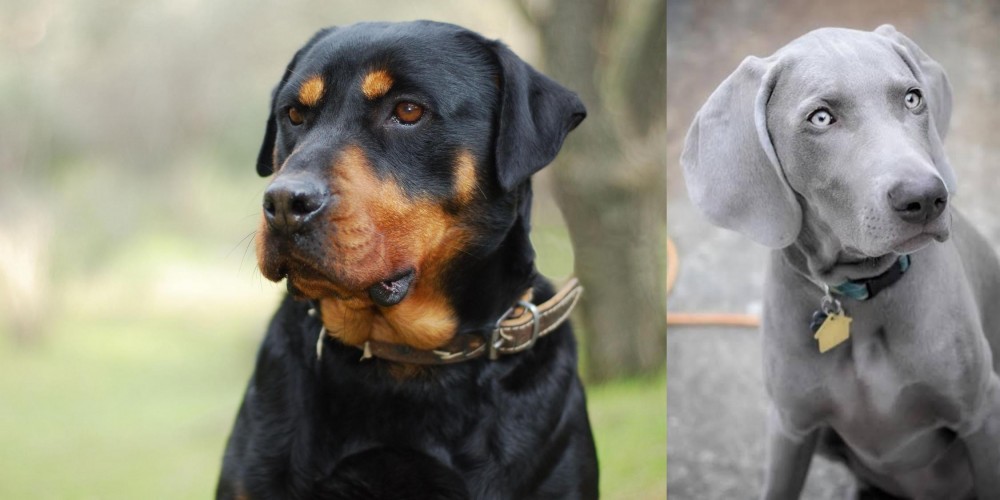 Weimaraner vs Rottweiler - Breed Comparison