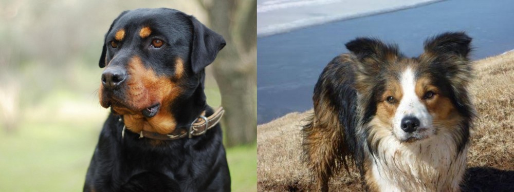 Welsh Sheepdog vs Rottweiler - Breed Comparison
