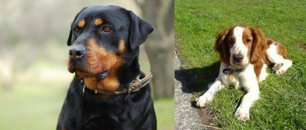 Welsh Springer Spaniel vs Rottweiler - Breed Comparison