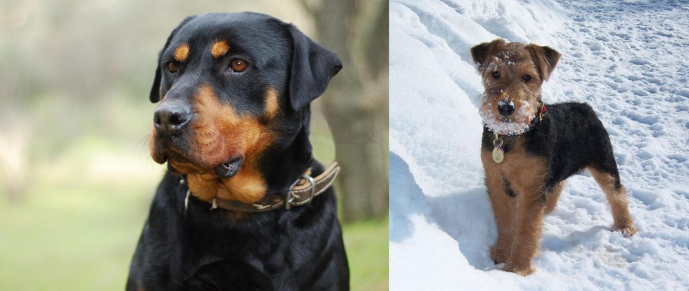 Welsh Terrier vs Rottweiler - Breed Comparison