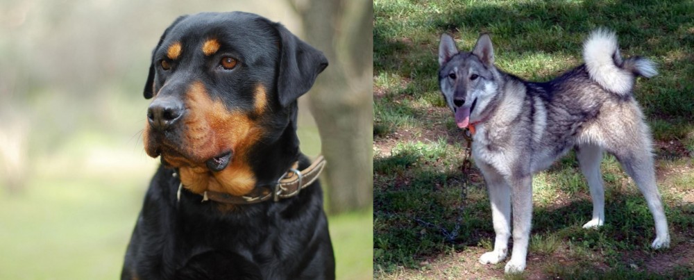 West Siberian Laika vs Rottweiler - Breed Comparison