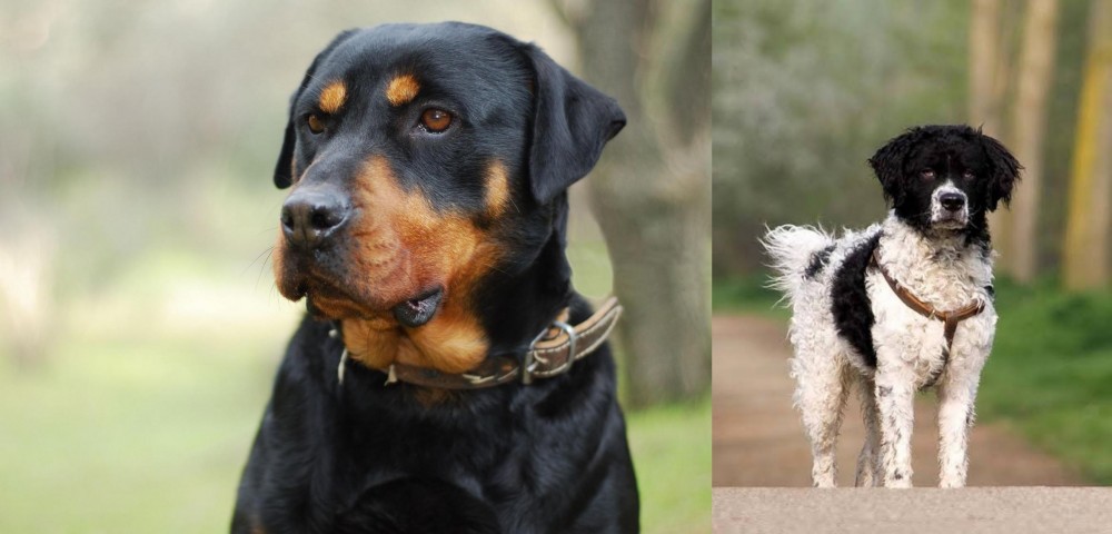 Wetterhoun vs Rottweiler - Breed Comparison