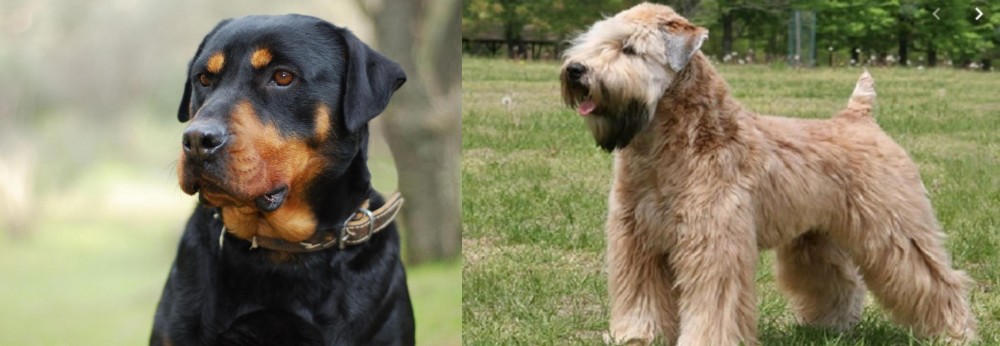 Wheaten Terrier vs Rottweiler - Breed Comparison