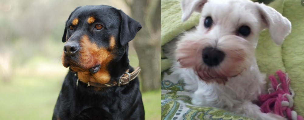 White Schnauzer vs Rottweiler - Breed Comparison