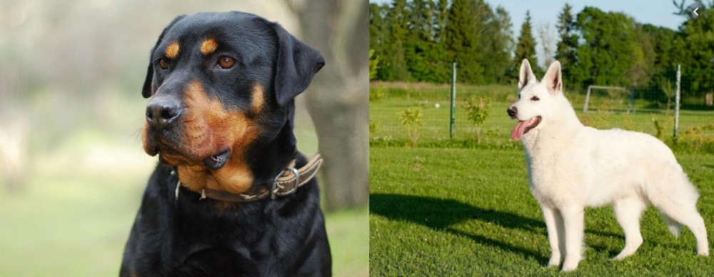 White Shepherd vs Rottweiler - Breed Comparison