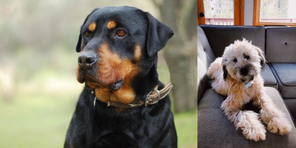Whoodles vs Rottweiler - Breed Comparison