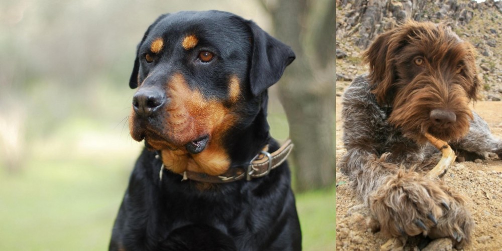 Wirehaired Pointing Griffon vs Rottweiler - Breed Comparison