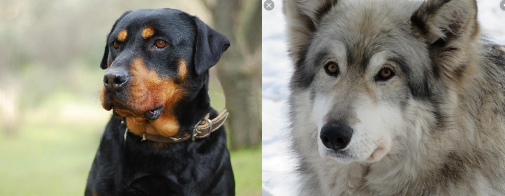 Wolfdog vs Rottweiler - Breed Comparison