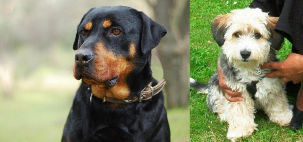 Yo-Chon vs Rottweiler - Breed Comparison