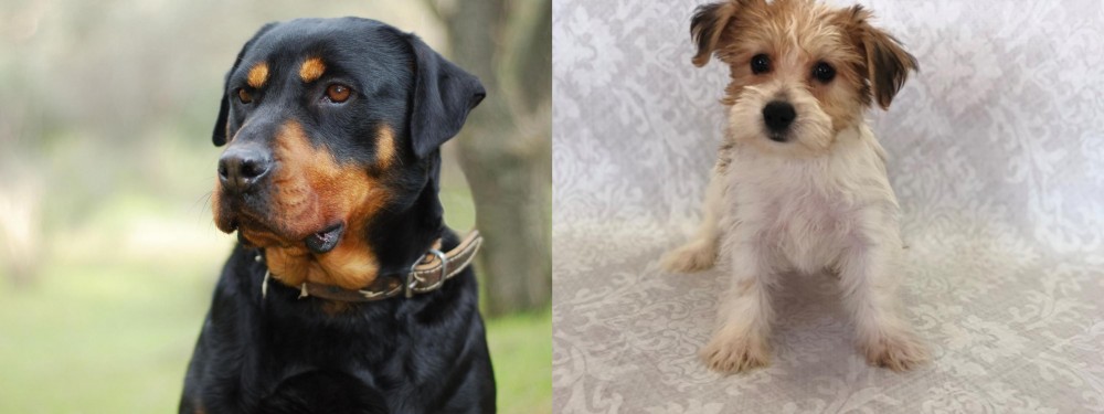 Yochon vs Rottweiler - Breed Comparison