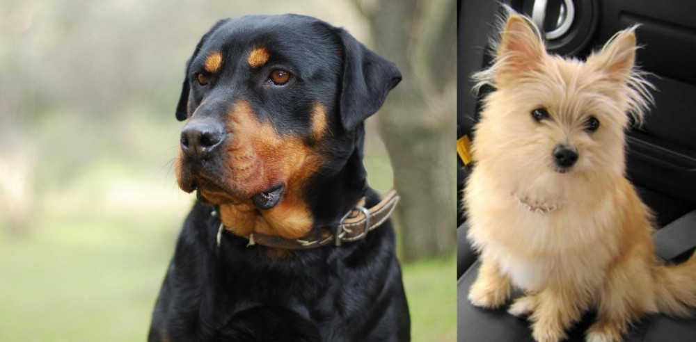 Yoranian vs Rottweiler - Breed Comparison