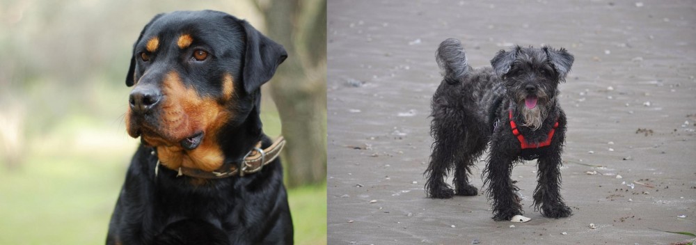 YorkiePoo vs Rottweiler - Breed Comparison