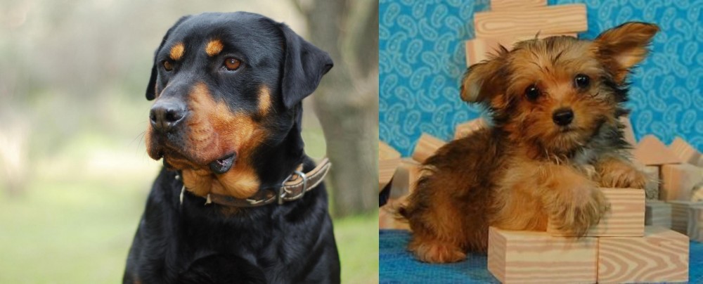 Yorkillon vs Rottweiler - Breed Comparison