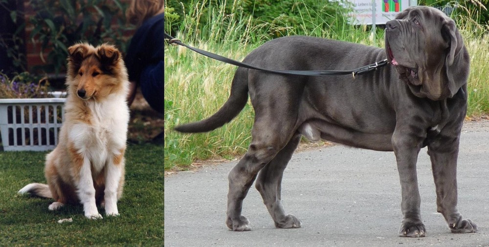 Neapolitan Mastiff vs Rough Collie - Breed Comparison