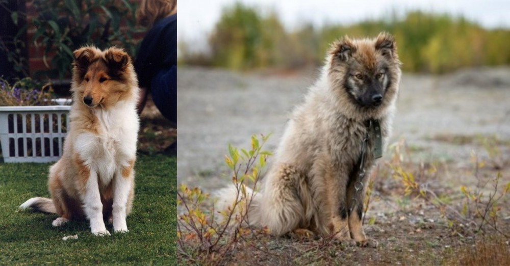 Nenets Herding Laika vs Rough Collie - Breed Comparison
