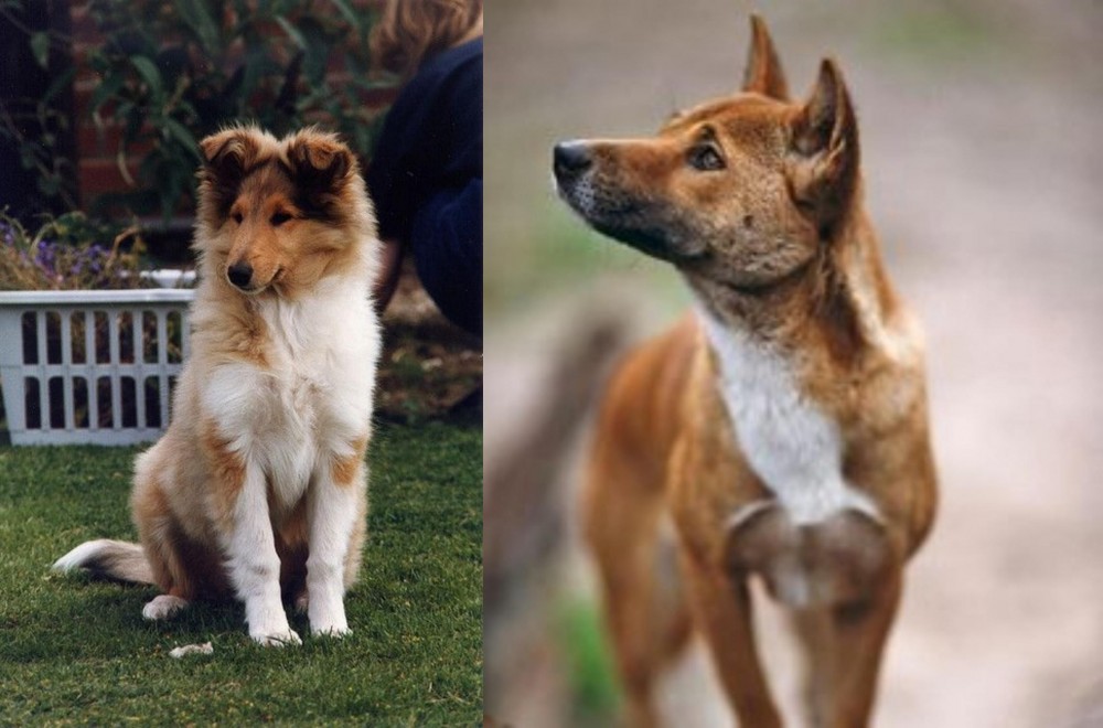 New Guinea Singing Dog vs Rough Collie - Breed Comparison