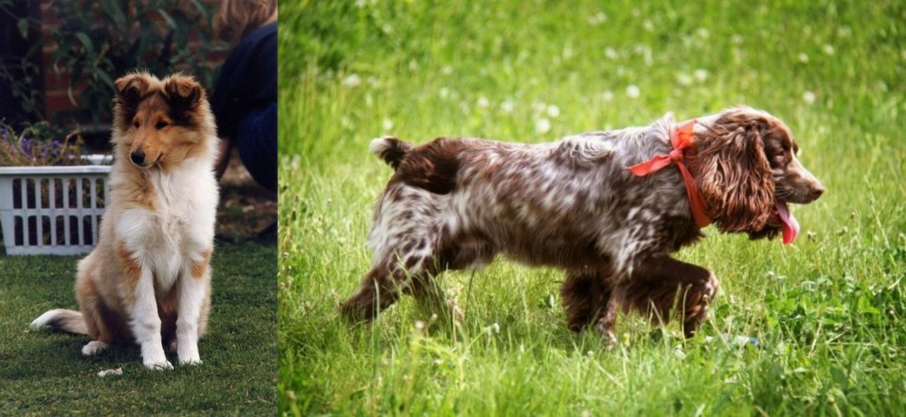 Russian Spaniel vs Rough Collie - Breed Comparison