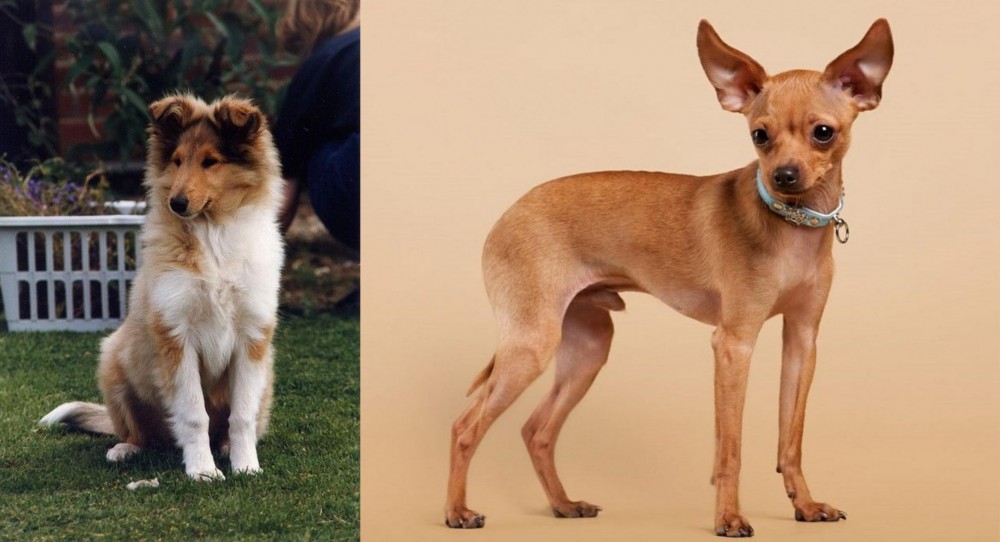 Russian Toy Terrier vs Rough Collie - Breed Comparison