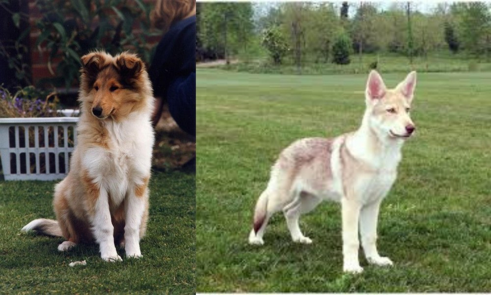 Saarlooswolfhond vs Rough Collie - Breed Comparison
