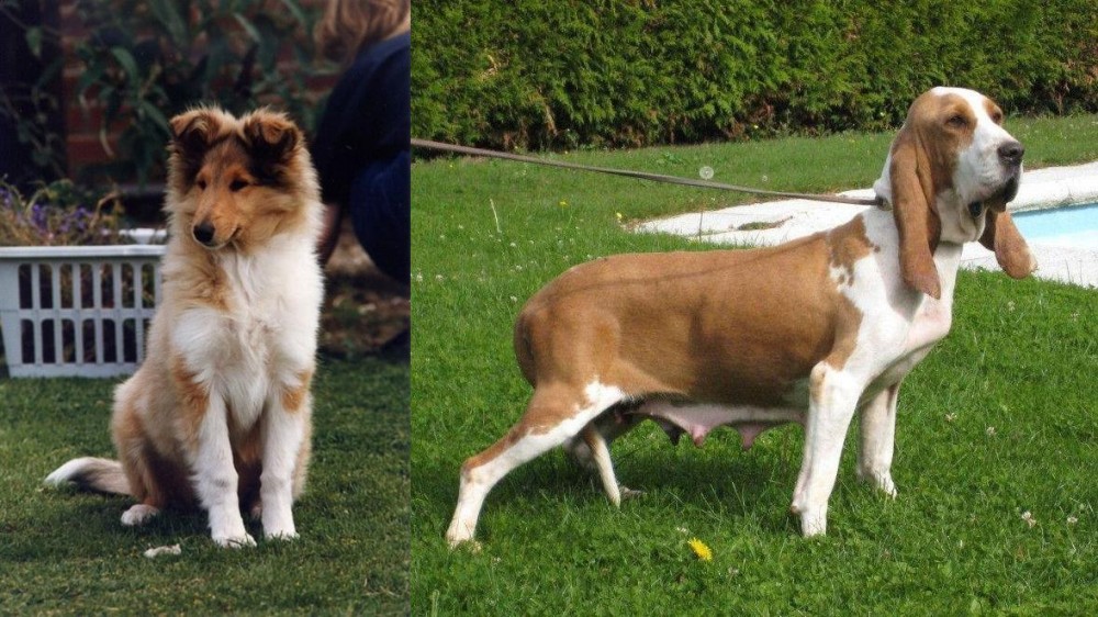 Sabueso Espanol vs Rough Collie - Breed Comparison