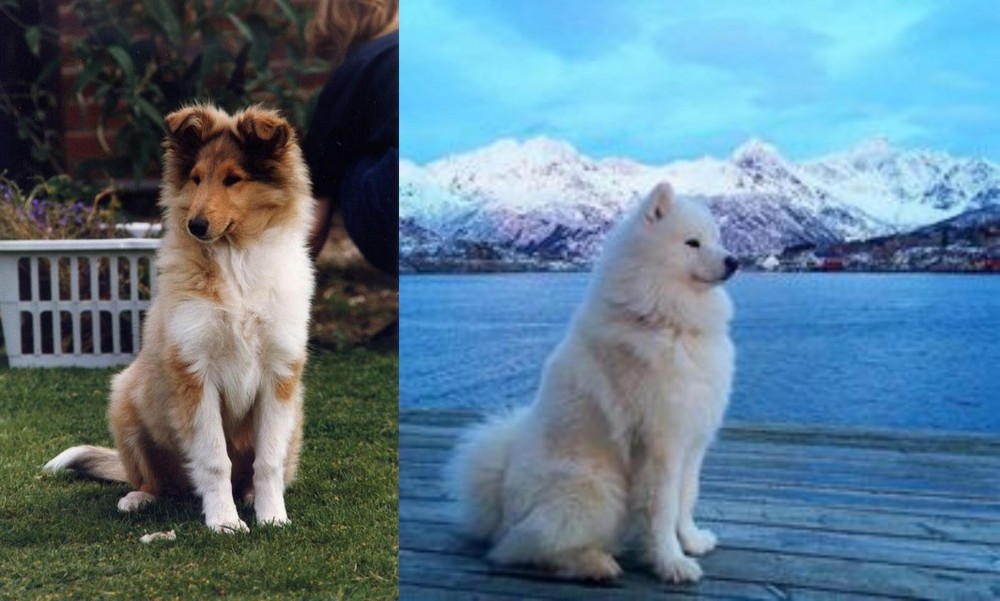 Samoyed vs Rough Collie - Breed Comparison