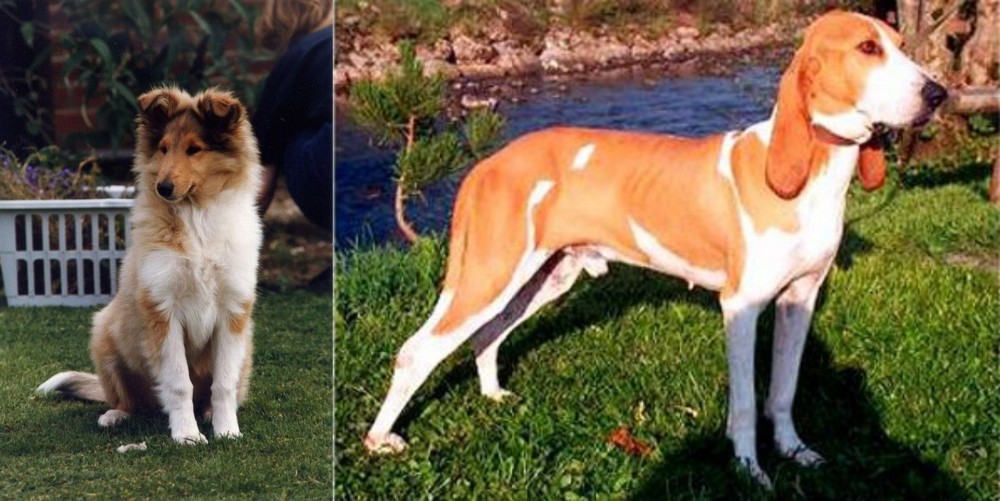 Schweizer Laufhund vs Rough Collie - Breed Comparison