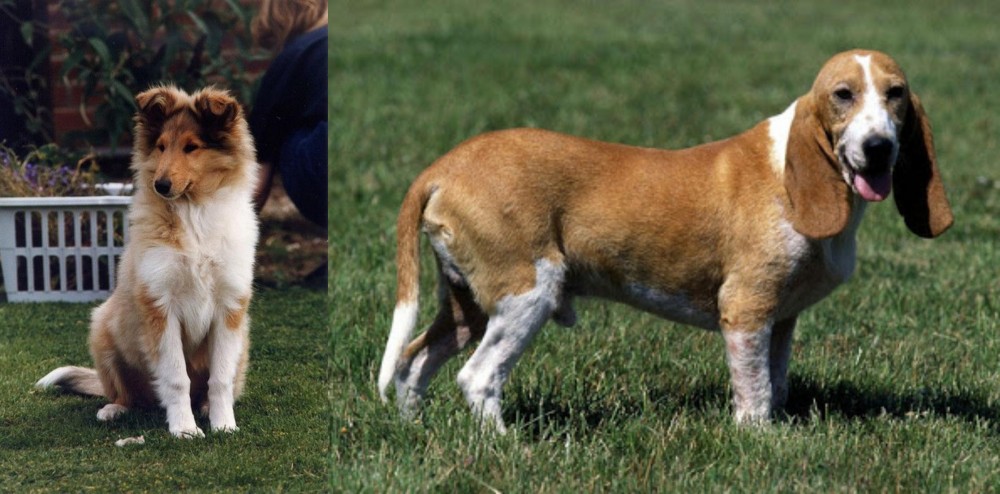 Schweizer Niederlaufhund vs Rough Collie - Breed Comparison