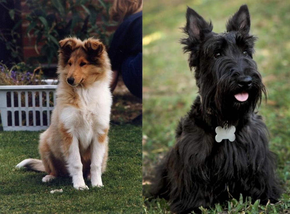 Scoland Terrier vs Rough Collie - Breed Comparison