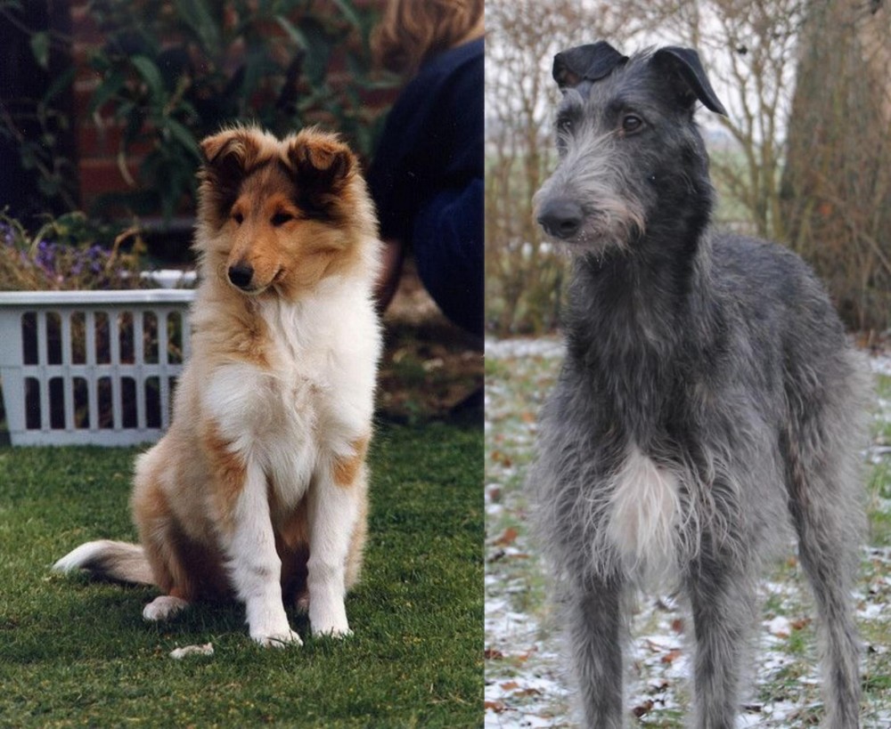 Scottish Deerhound vs Rough Collie - Breed Comparison