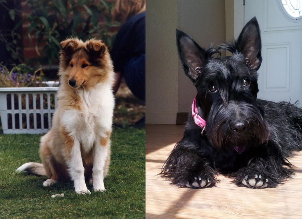 Scottish Terrier vs Rough Collie - Breed Comparison