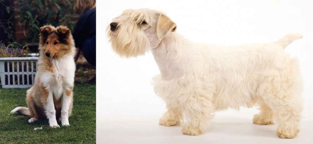 Sealyham Terrier vs Rough Collie - Breed Comparison
