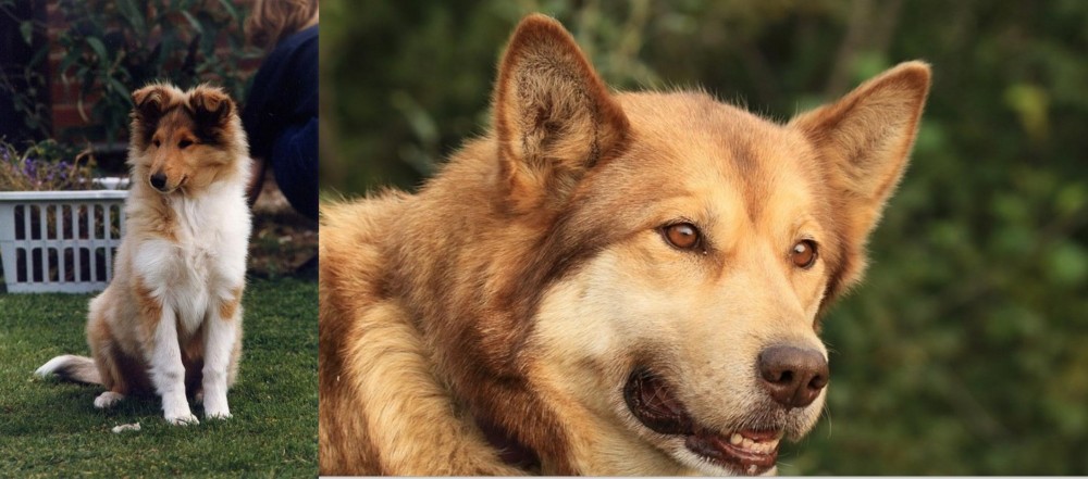 Seppala Siberian Sleddog vs Rough Collie - Breed Comparison