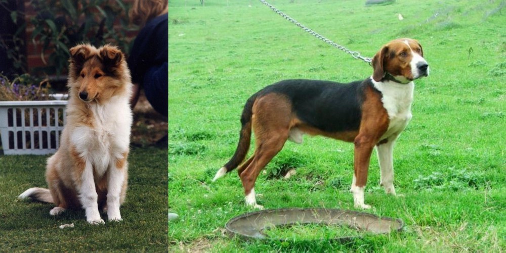 Serbian Tricolour Hound vs Rough Collie - Breed Comparison