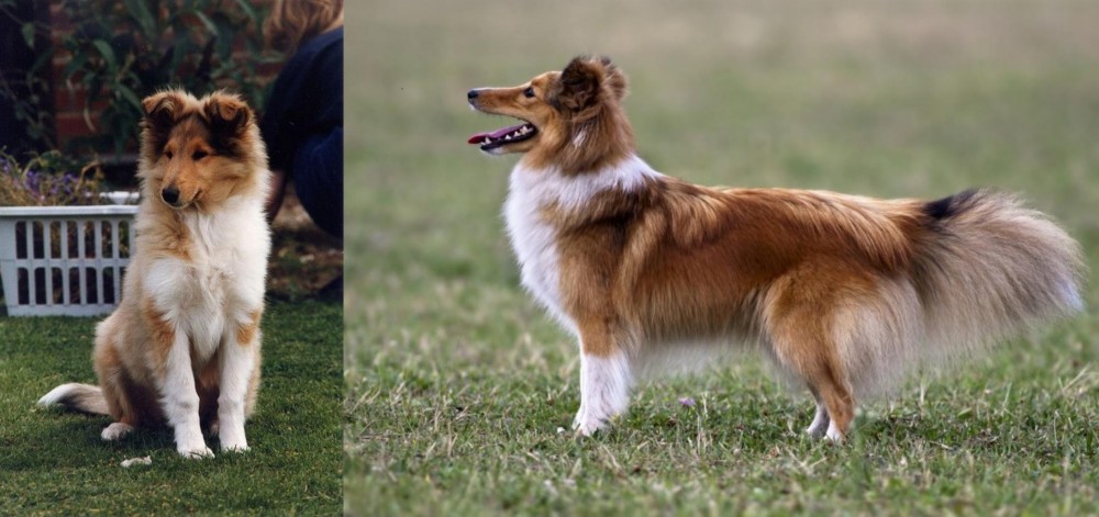 Shetland Sheepdog vs Rough Collie - Breed Comparison