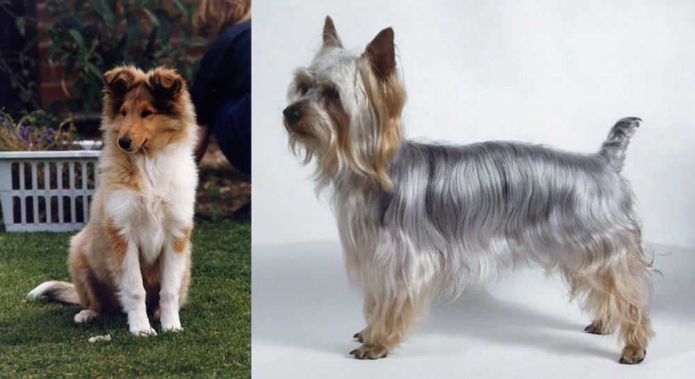 Silky Terrier vs Rough Collie - Breed Comparison