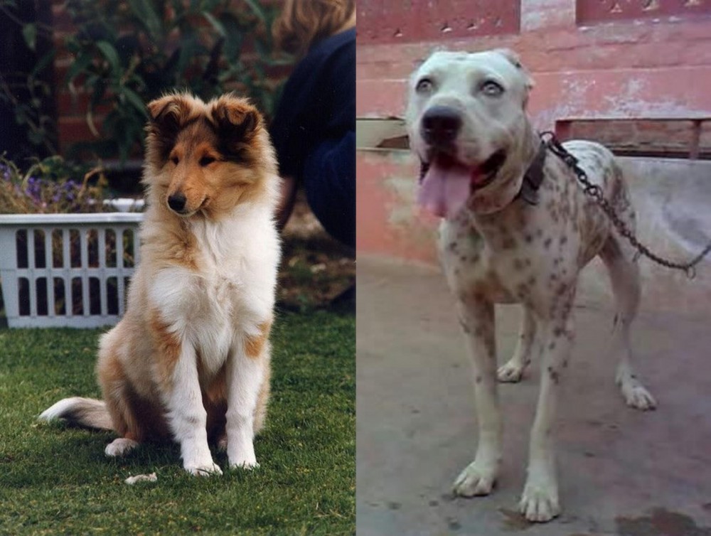 Sindh Mastiff vs Rough Collie - Breed Comparison