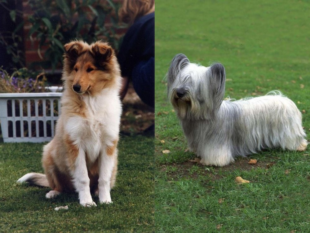 Skye Terrier vs Rough Collie - Breed Comparison