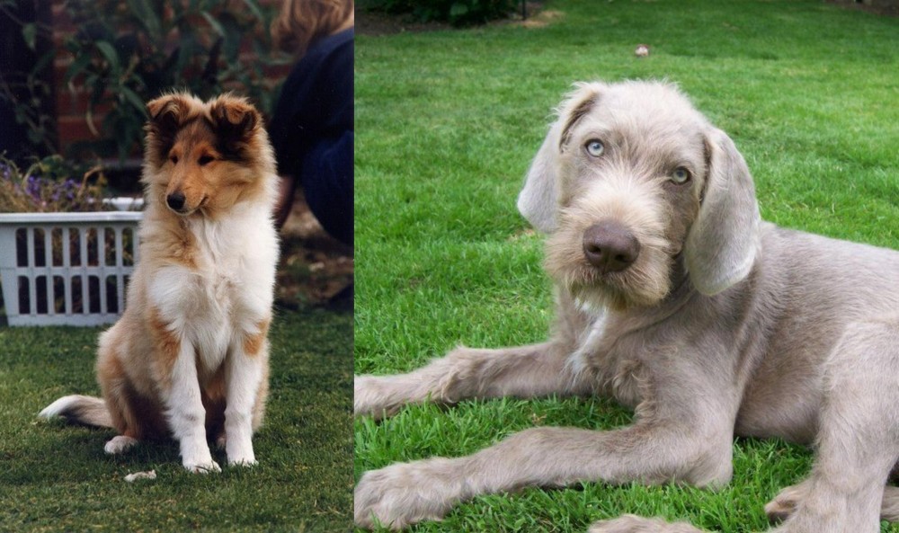 Slovakian Rough Haired Pointer vs Rough Collie - Breed Comparison
