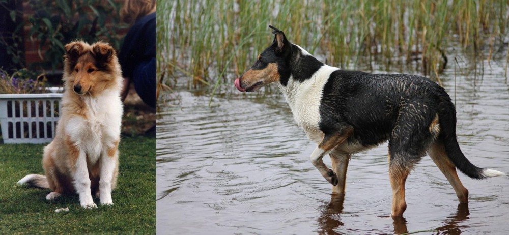 Smooth Collie vs Rough Collie - Breed Comparison