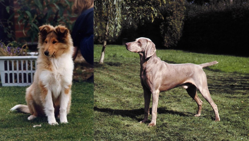 Smooth Haired Weimaraner vs Rough Collie - Breed Comparison
