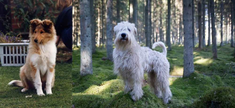 Soft-Coated Wheaten Terrier vs Rough Collie - Breed Comparison