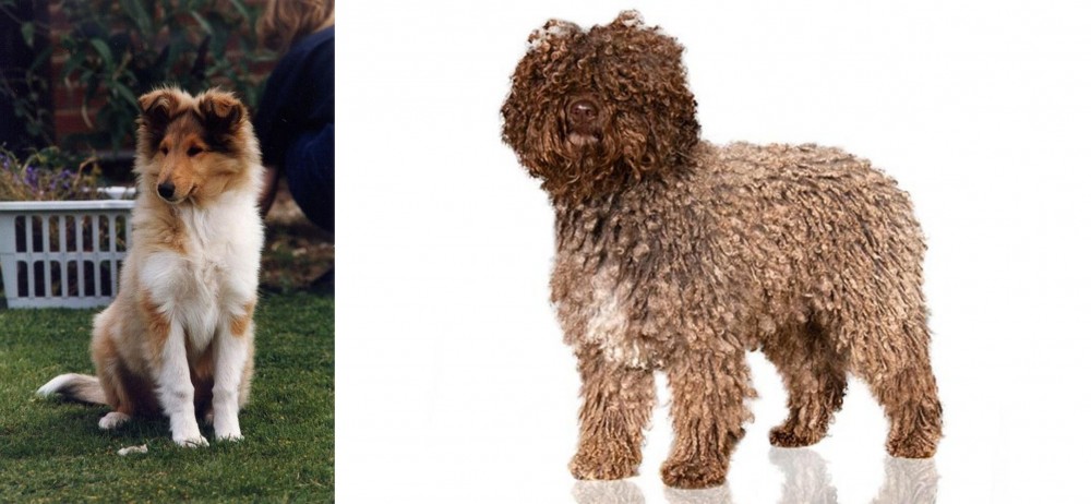 Spanish Water Dog vs Rough Collie - Breed Comparison