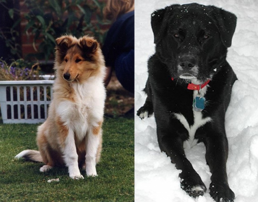 St. John's Water Dog vs Rough Collie - Breed Comparison