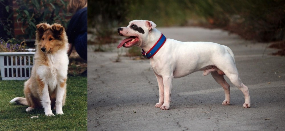 Staffordshire Bull Terrier vs Rough Collie - Breed Comparison
