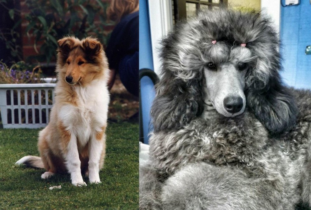 Standard Poodle vs Rough Collie - Breed Comparison