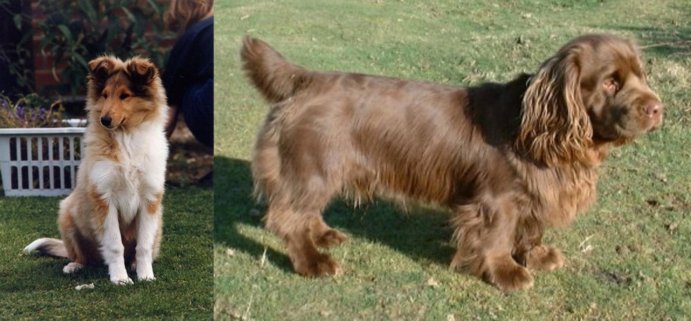 Sussex Spaniel vs Rough Collie - Breed Comparison