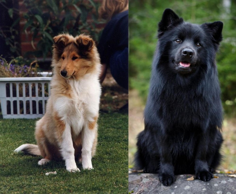 Swedish Lapphund vs Rough Collie - Breed Comparison