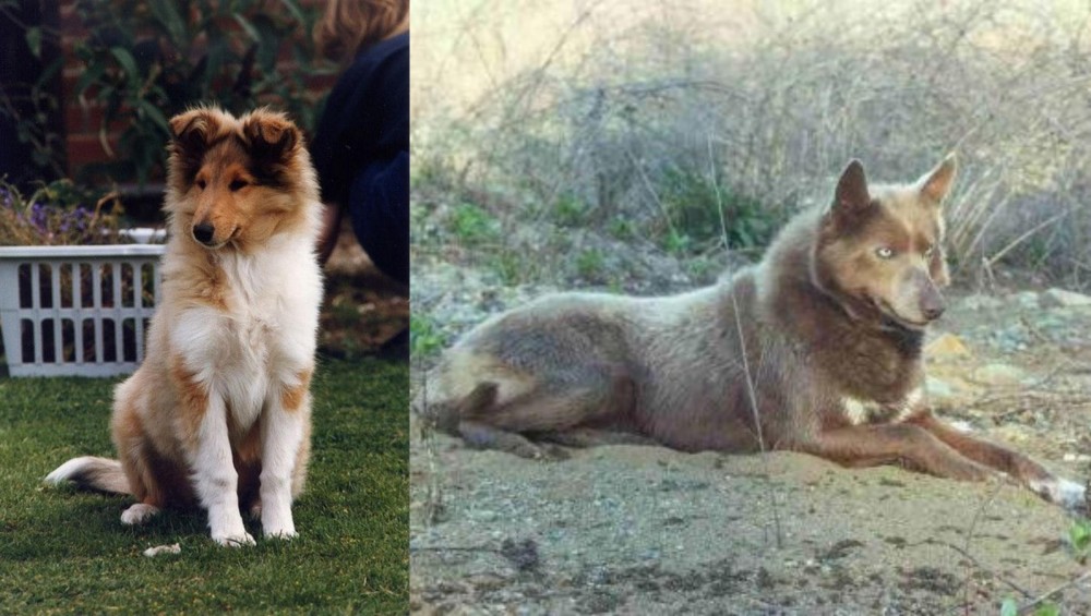 Tahltan Bear Dog vs Rough Collie - Breed Comparison