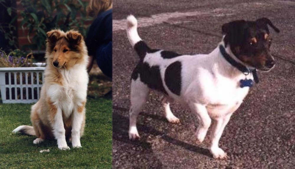 Teddy Roosevelt Terrier vs Rough Collie - Breed Comparison